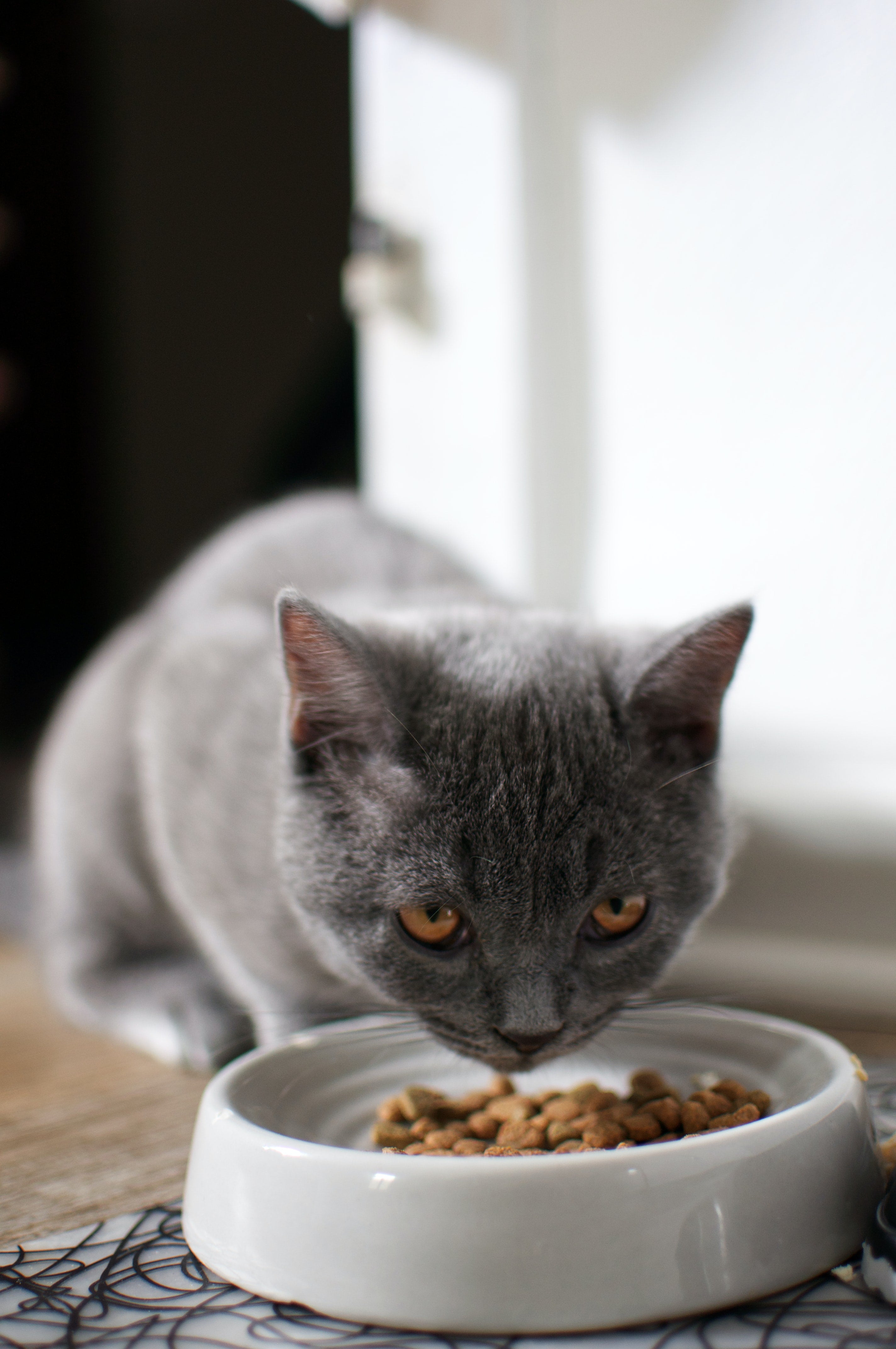 Meow-tastic Food: How to Keep Your Cat Purring with Delight