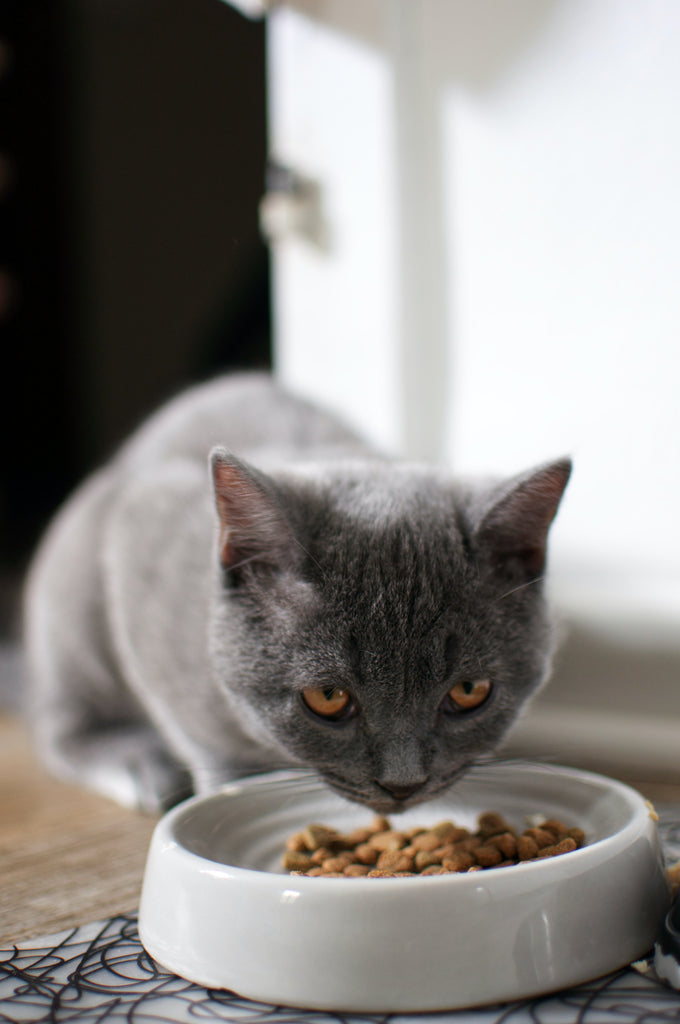 Meow-tastic Food: How to Keep Your Cat Purring with Delight