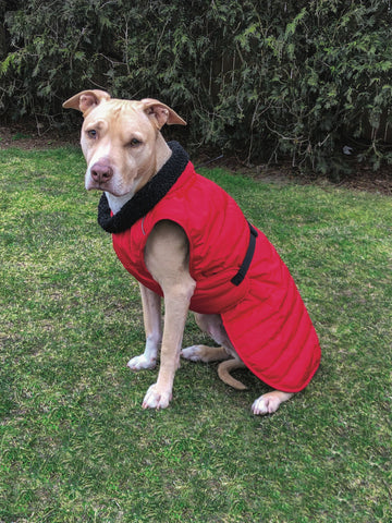 Up Country Basecamp Parka Pet Coat
