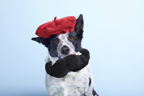 French Costume Dog Toy