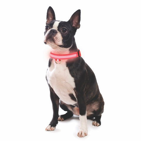 Nice Paws Rechargable LED Light Up Dog Collar