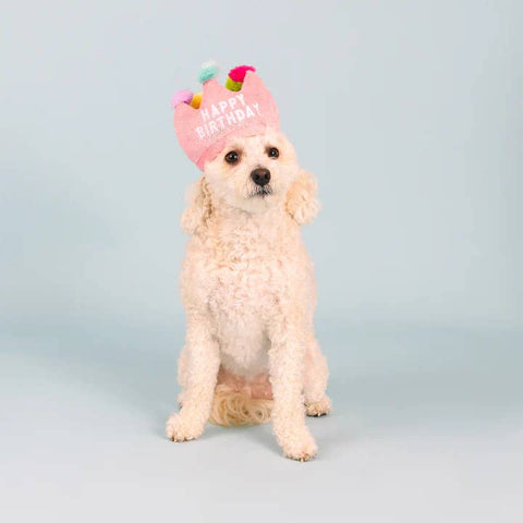 Fringe Studio "If the Crown Fits" Birthday Hat & Dog Toy