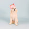 Fringe Studio "If the Crown Fits" Birthday Hat & Dog Toy