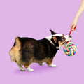 Lollipop Dog Toy